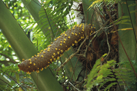 フタゴヤシ　種 オオミヤシ（フタゴヤシ（世界で一番大きい種子）） | みずほ造園-公式