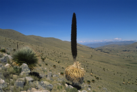 20070004832.jpg