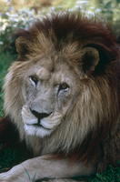 バーバリーライオン[20070005356]の写真・イラスト素材｜アマナイメージズ