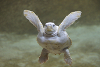 20079000233.jpg