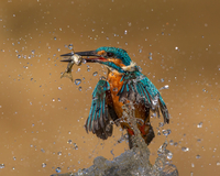 カワセミの捕食[20079000770]の写真・イラスト素材｜アマナイメージズ