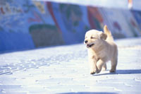 走る子犬 ゴールデンレトリバー の写真素材 イラスト素材 アマナイメージズ