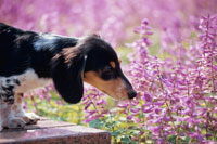 犬 ミニチュアダックスフンド と花畑 の写真素材 イラスト素材 アマナイメージズ