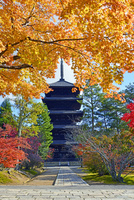 名古屋帯 紬 つむぎ 紅葉 京都 京の風景 五重塔 山の風景柄 NO-1491 22456004364.jpg