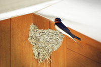 燕の巣 楽天市場】燕の巣ドリンク（シュガーフリー）190ml×6缶入りBOX : 横浜