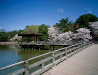 奈良公園の浮御堂と桜[22695000385]の写真・イラスト素材｜アマナ