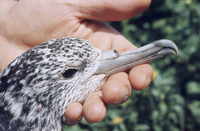 オオミズナギドリ[23018024766]の写真・イラスト素材｜アマナイメージズ