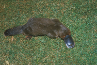 カモノハシ様　ご確認お願いします 23018031144.jpg