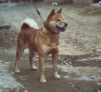 北海道犬写真集 23018032075.jpg