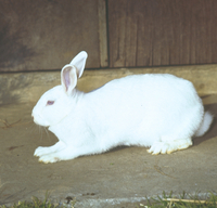 ジョンホワイト　ウサギ 4582662953116_1_1200x.jpg?v=
