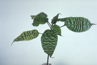 ドラセナ ゴルディアナ 23018038608.jpg