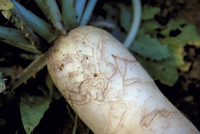 害虫被害 ダイコン の写真素材 イラスト素材 アマナイメージズ