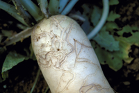 害虫被害 ダイコン の写真素材 イラスト素材 アマナイメージズ