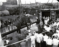 1949年 インドのネール首相から贈られた象「インディラ