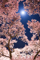 月夜桜 桜 夜桜 月 夜景 満開 アップ 春 合成 | イラスト・CG | アール