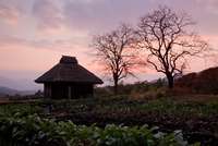 里の夕暮れ 茅葺の納屋と柿木 の写真素材 イラスト素材 アマナイメージズ