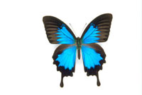 オオルリアゲハ[25107000977]の写真・イラスト素材｜アマナイメージズ