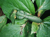 ナンベイマルムネカマキリ[25107001345]の写真・イラスト素材｜アマナ