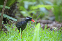 ヤンバルクイナ ヤンバルクイナ生態展示学習施設 の写真素材 イラスト素材 アマナイメージズ