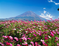 コスモスと富士山 朝霧高原[25516012531]の写真・イラスト素材｜アマナ