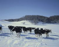 牧場の雪様☆確認ページ 25516024713.jpg