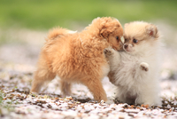 左から：MIX犬(トイ・プードル×パピヨン)とMIX犬(チワワ×ポメラニアン