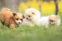 左から：MIX犬(トイ・プードル×パピヨン)とポメラニアンとMIX犬(チワワ