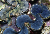 シャコ貝[25668000618]の写真・イラスト素材｜アマナイメージズ