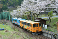 樽見鉄道のハイモ230形とハイモ295形普通気動車と満開の桜