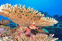 値下げoasisaqua激レア！！ 飾りサンゴ テーブルサンゴ 特大サイズ！