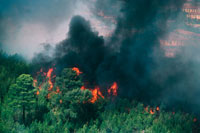 油絵 山火事 火、煙、黒い焦げた木々による山火事。生成型AIイラストの写真