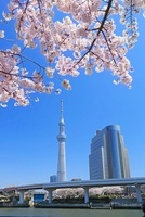 ◉真作保証◉はりたつお◉春の隅田川と東京スカイツリー◉24/300 サイン有り◉ Tokyo Skytree Photographed from above the Sumida River When