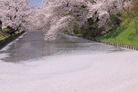 Hさん専用_Ａ４プリント画「パステルピンクに染まるテラスで」　他３枚 弘前公園の桜と花筏[26105021824]の写真・イラスト素材｜アマナイメージズ