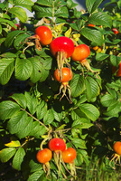 ハマナスの実 の写真素材 イラスト素材 アマナイメージズ