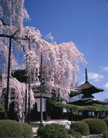桜と寺院の日本画 金閣（金閣寺）と開花した桜（鹿苑寺）ユネスコの世界遺産。日本