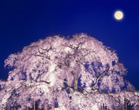 月夜桜 桜 夜桜 月 夜景 満開 アップ 春 合成 | イラスト・CG | アール