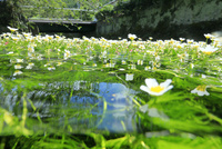油彩/梅花藻のある川 油彩/梅花藻のある川 油彩/梅花藻のある川 油彩/梅花藻のある川 油彩