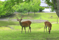 奈良公園の鹿 の写真素材 イラスト素材 アマナイメージズ