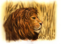 インドライオンのオスの横顔 の写真素材 イラスト素材 アマナイメージズ