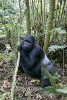 マウンテンゴリラシルバーバック マウンテンゴリラ シルバーバック[32046001966]の写真・イラスト