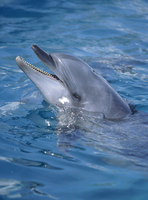バンドウイルカの牙(歯) 第183回 イルカの歯に注目！ | 市立しものせき水族館｢海響館
