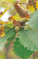 ミズナラの実（ドングリ）[32048000111]の写真・イラスト素材｜アマナ