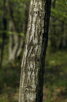 コナラ 単幹 32048000364.jpg