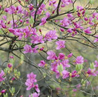 トウゴクミツバツツジ【現品発送】管理70182 トウゴクミツバツツジ - 庭木図鑑 植木ペディア