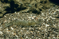 生物細密画（水彩）「クルマエビ」 水彩画 生物細密画「クルマエビ」 真作