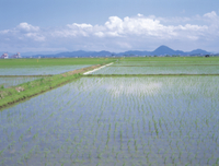 No.3【紀美野の水田里風景】 32053000255.jpg