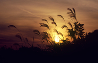 秋の夕暮れ ススキと草原[32053003264]の写真・イラスト素材｜アマナ