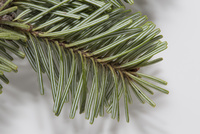 マツの葉 トドマツの葉裏 気孔帯[32285002181]の写真・イラスト素材｜アマナ