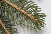 マツの葉 トドマツの葉裏 気孔帯[32285002181]の写真・イラスト素材｜アマナ