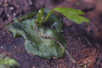 シダの前葉体と若い胞子体[32056000073]の写真・イラスト素材｜アマナ